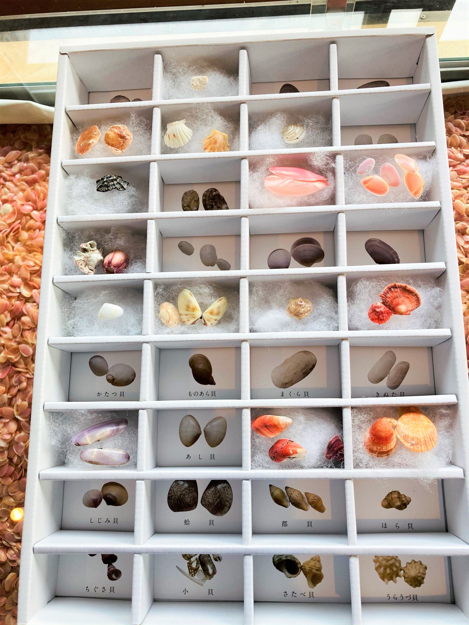 増穂浦海岸の風物詩 三十六歌仙貝を集めてみませんか しかまち観光ガイド